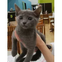 さくら