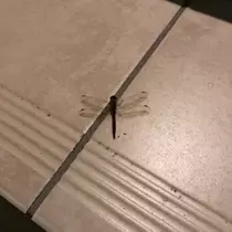 愛羽 仁美