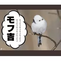 ひな