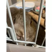 ゆうか