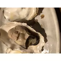 宝條 夏恋