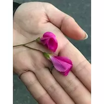 ユカ