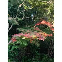 はづき