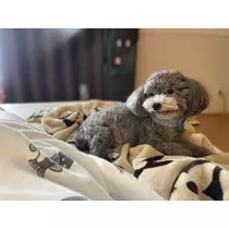 うづき ふうか