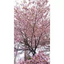 華宮 れい