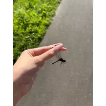 佐野 エマ