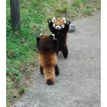 なな