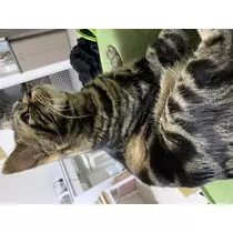 はつね