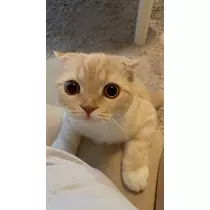 あおい