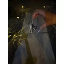 マヤ