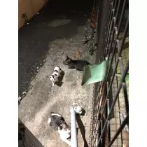 華