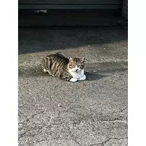 田中 レイ