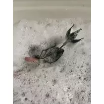 ミサ