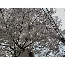 たまき
