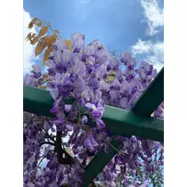 恵里