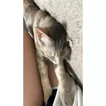 つばさ