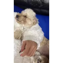 神楽 ゆあ