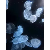 ゆあ