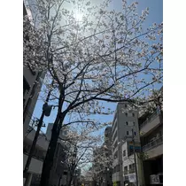 小川 真央