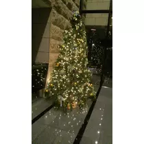 本城 椿
