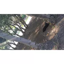 愛矢