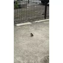 マヤ