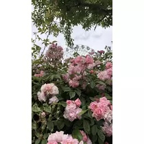 まなか