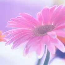 花織