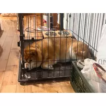 ヴィヴィ