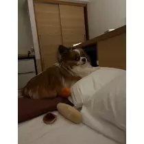 あいら