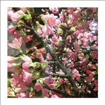 桃瀬 百華