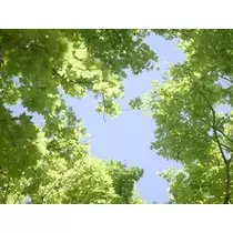 緑 四葉