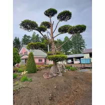 エミ （スタッフ）