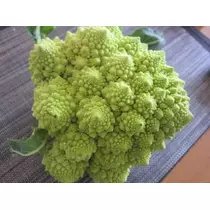 蓮見 リア