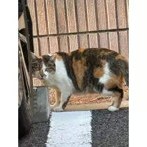 あすか