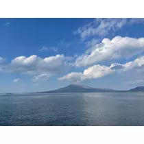 椿