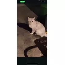 ミサ