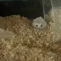 ちゃお