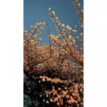 るい