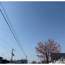 香川 ゆい