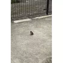 マヤ