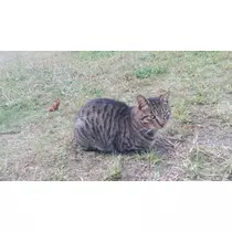 愛矢