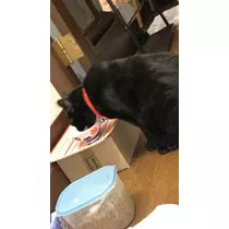トモミ