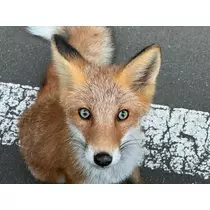 ねね
