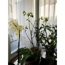 緑 四葉