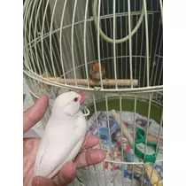 ちよママ