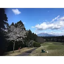 椿