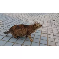 ひな