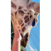 華宮 りりあ