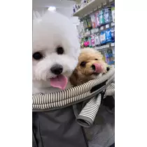 神楽 ゆあ